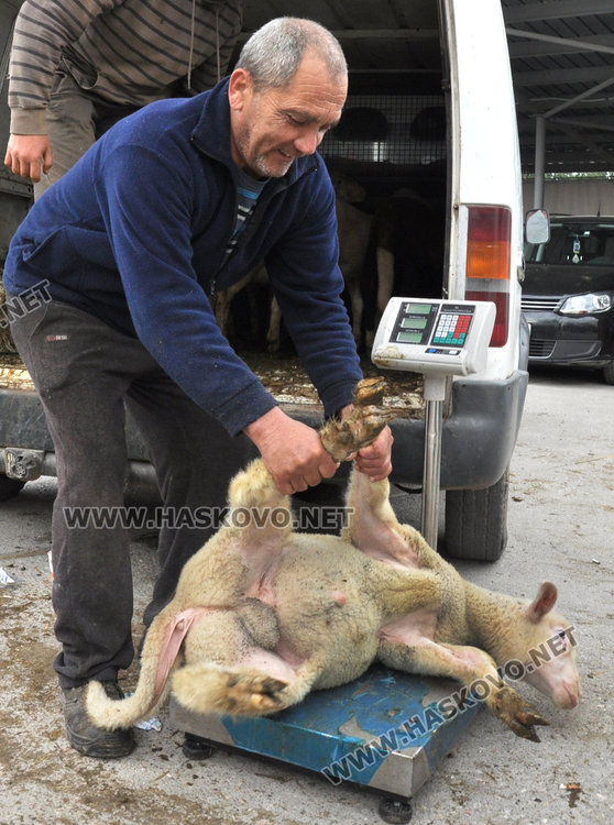 На Велика събота оживление на пазара за агнета