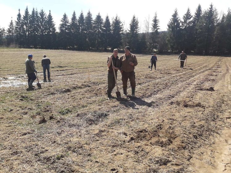 Разсадник за лешници направиха горски