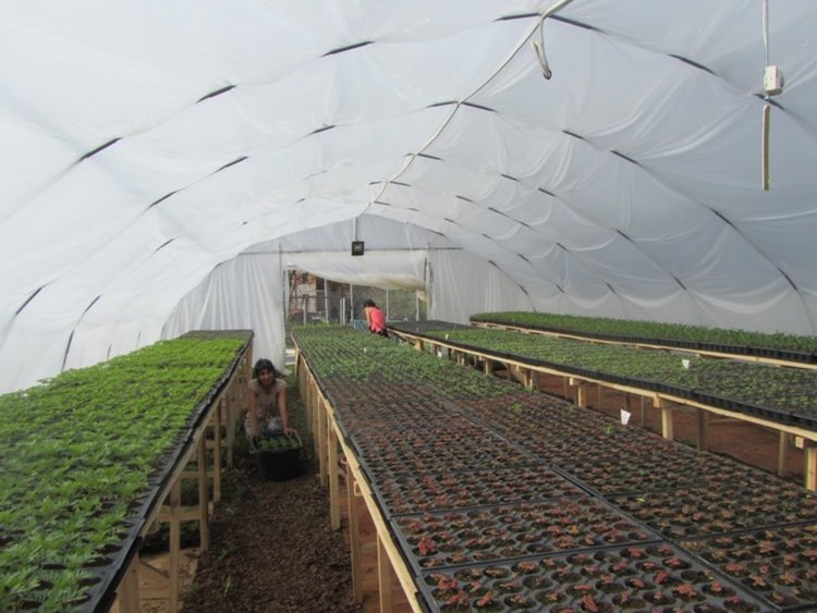 Община Смолян произвежда цветя и храсти за градските градини и пространства