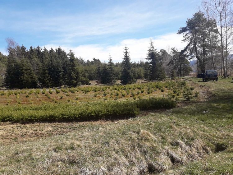 Новият разсадник край Цигов чарк