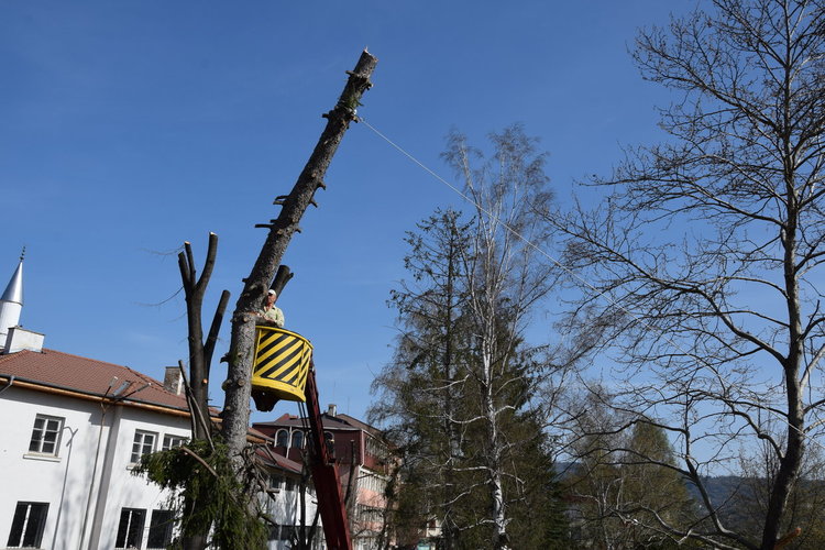 Община Ардино започна акция по премахването на опасни клони и стари дървета