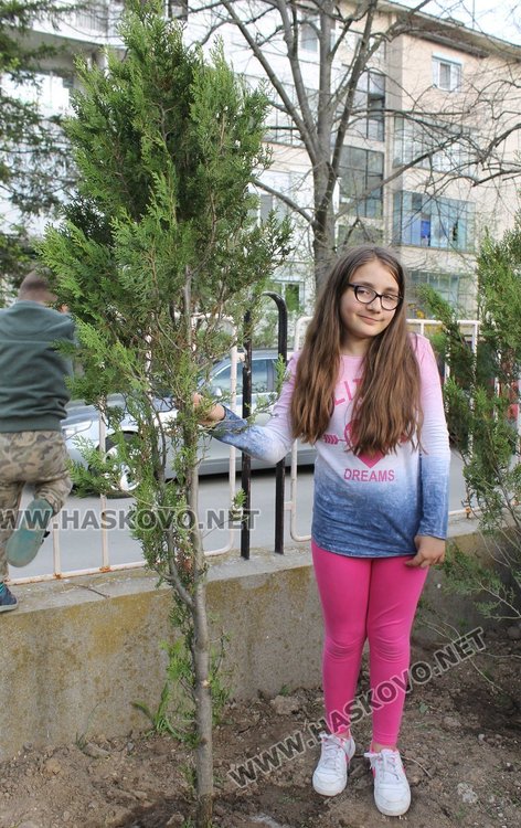 Залесиха двора на СУ "Любен Каравелов" с 60 дръвчета