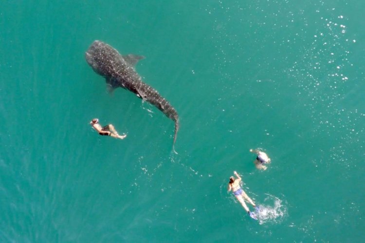 Гигантска китова акула плува сред хората (видео)