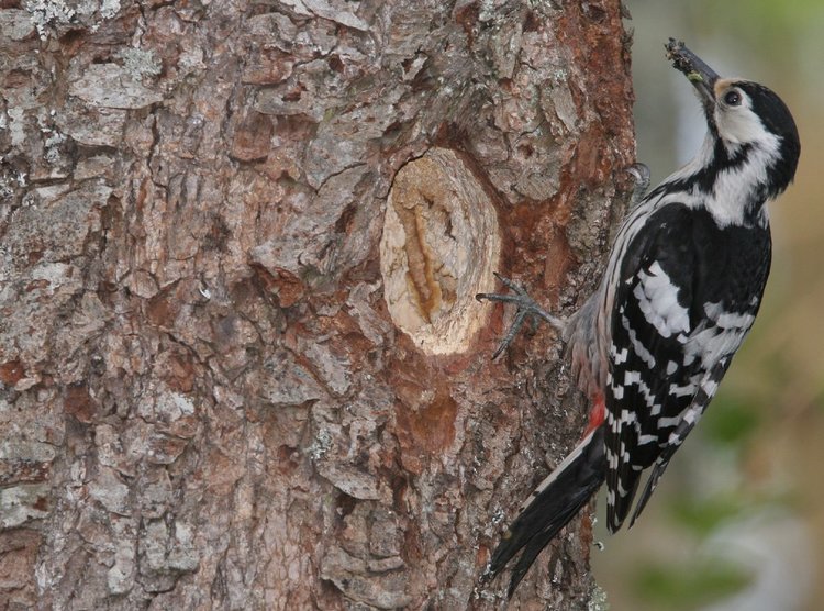 Снимки от древната гора, заради която Полша наруши законите на ЕС