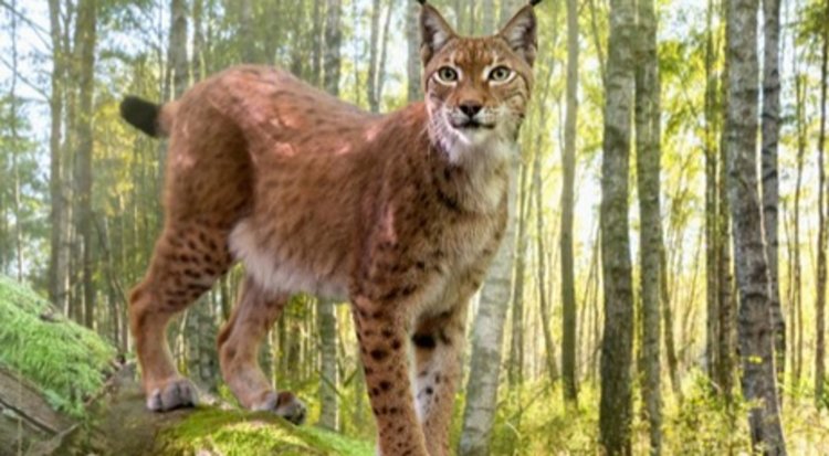 Снимки от древната гора, заради която Полша наруши законите на ЕС