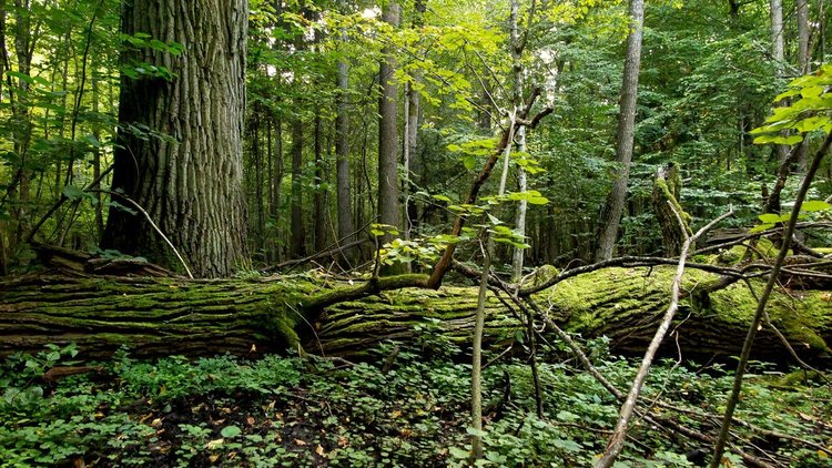 Снимки от древната гора, заради която Полша наруши законите на ЕС