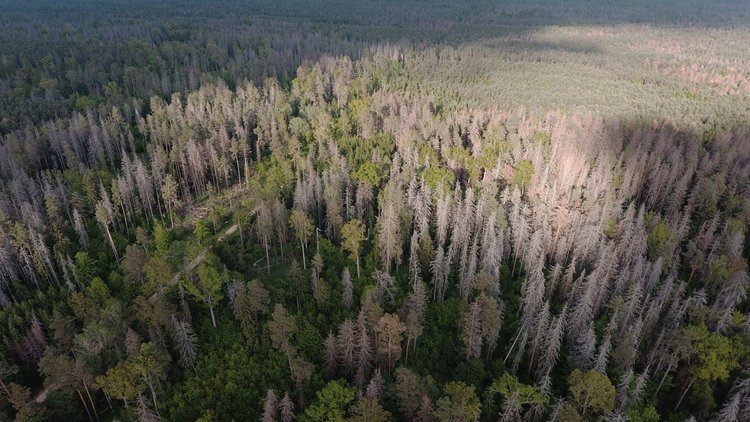 Снимки от древната гора, заради която Полша наруши законите на ЕС