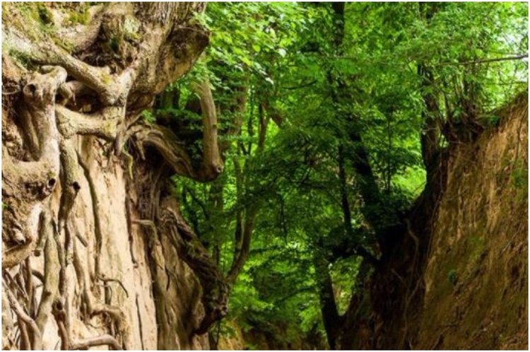 Снимки от древната гора, заради която Полша наруши законите на ЕС