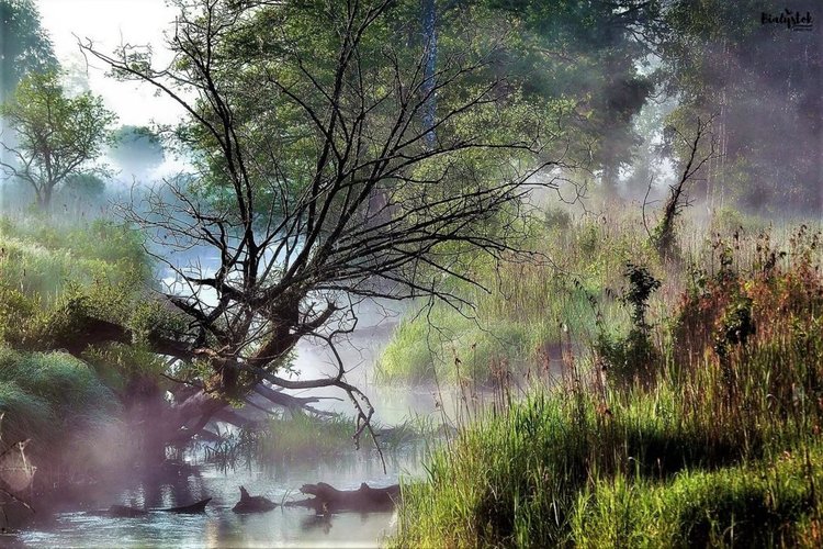 Снимки от древната гора, заради която Полша наруши законите на ЕС