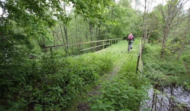 Снимки от древната гора, заради която Полша наруши законите на ЕС