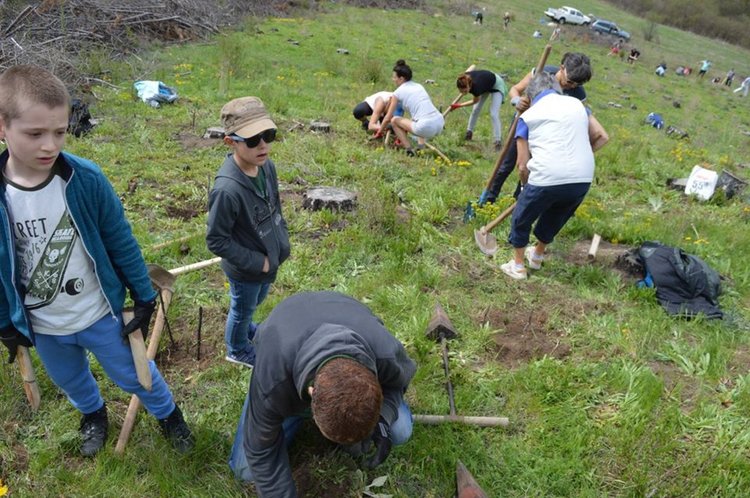 20 хиляди дръвчета чакат доброволци в разсадника в село Смилян