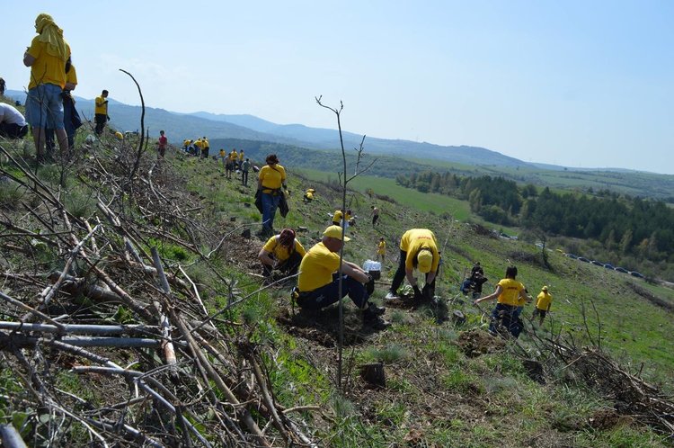 20 хиляди дръвчета чакат доброволци в разсадника в село Смилян
