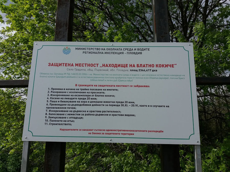 Цъфна блатното кокиче в най-голямото находище