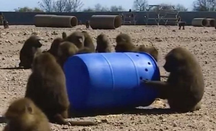 Бабуините в Института за биомедицински изследвания на Тексас и инструментът на престъплението. Снимка: TexasBiomed/YouTube