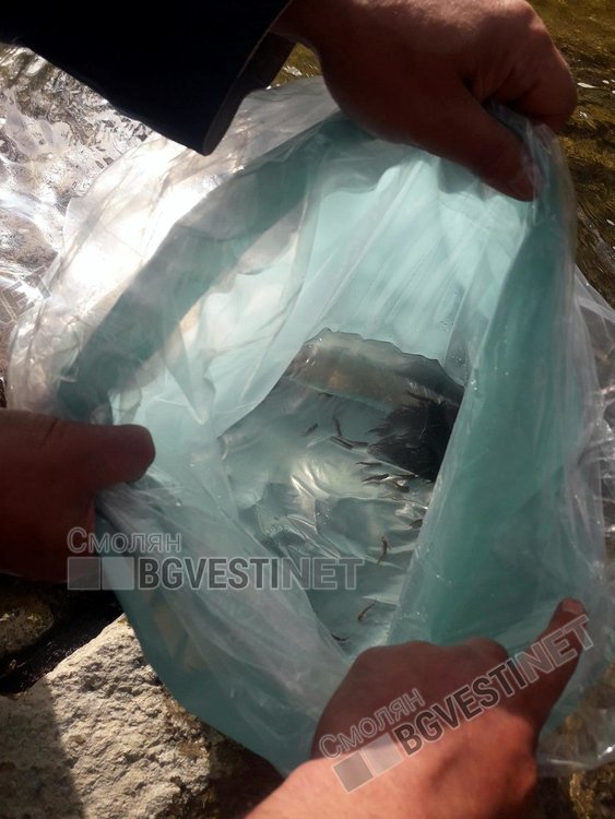 12 хиляди пъстърви пуснати в река Арда след кампания на Смолянските мухари