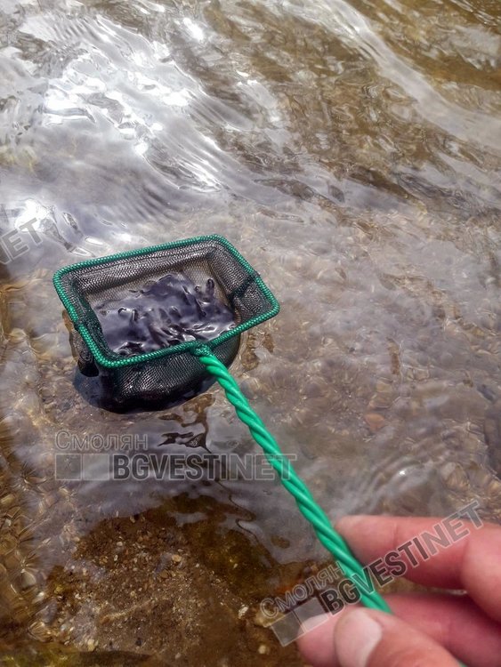 12 хиляди пъстърви пуснати в река Арда след кампания на Смолянските мухари