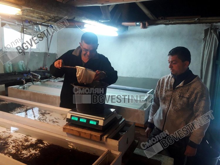 12 хиляди пъстърви пуснати в река Арда след кампания на Смолянските мухари