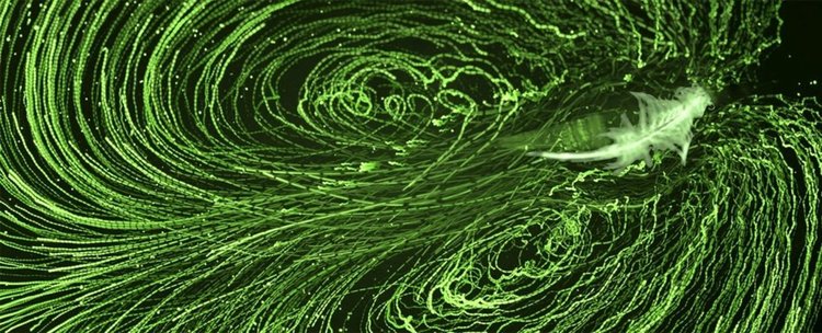 Океанските течения се дължат на миниатюрни водни "насекоми"