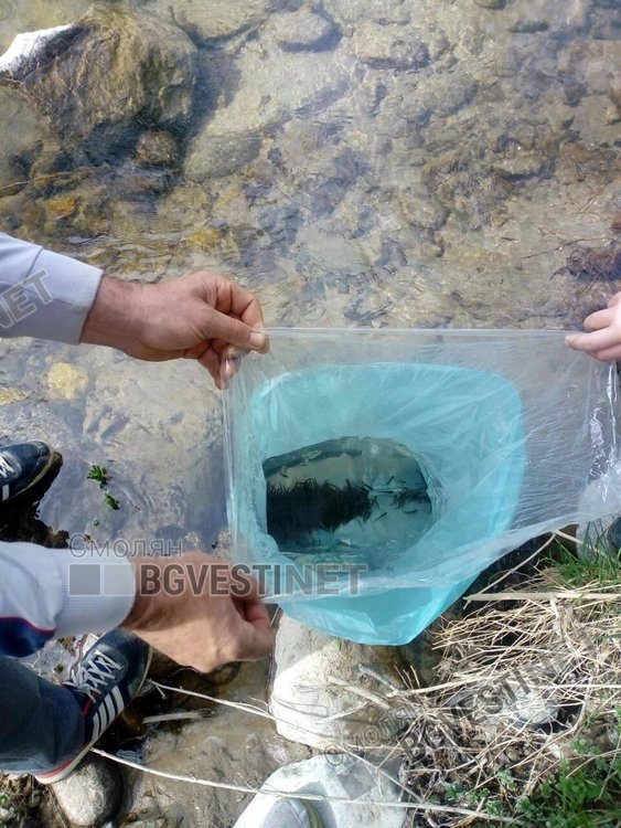 12 хиляди пъстърви пуснати в река Арда след кампания на Смолянските мухари