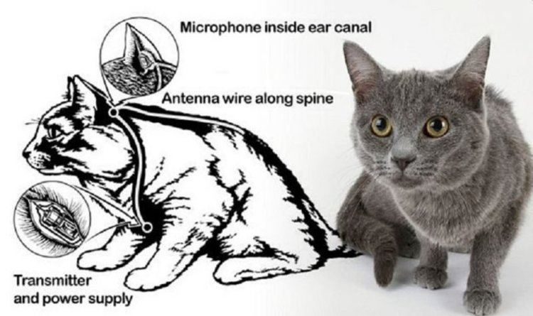 5-те най-любопитни тайни мисии на САЩ, които звучат като холивудски екшън