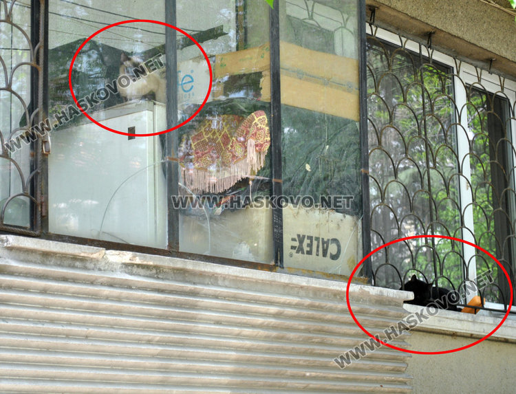 Съседи пропищяха от смрад и бълхи от котки в блок в центъра на Хасково