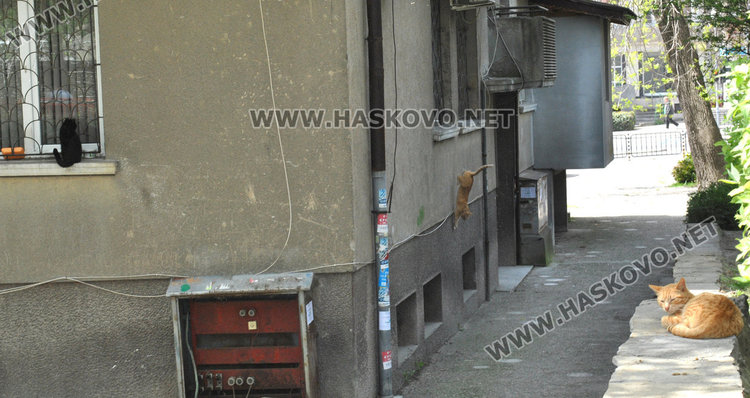 Съседи пропищяха от смрад и бълхи от котки в блок в центъра на Хасково