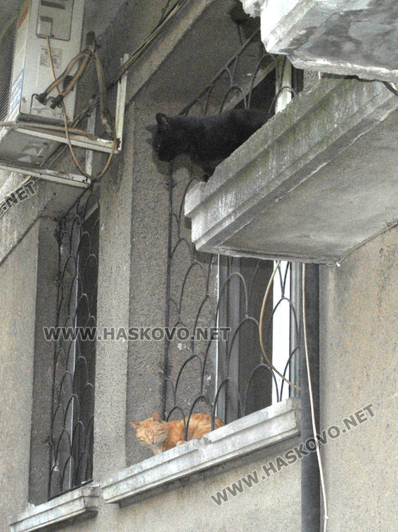 Съседи пропищяха от смрад и бълхи от котки в блок в центъра на Хасково