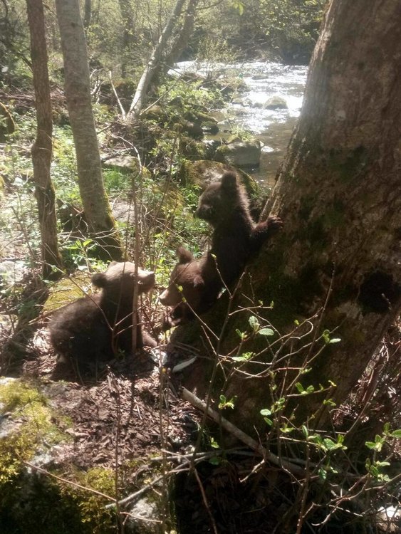 Три бебета мечета са спасени от еколози, майка им за сега не е открита 