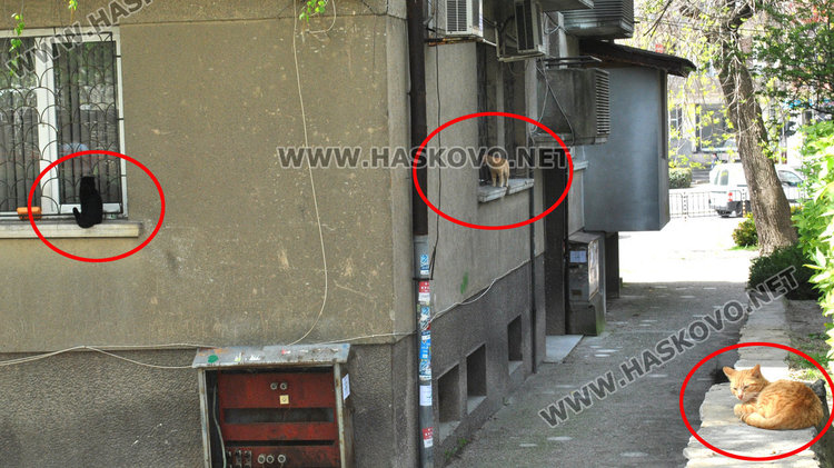 Съседи пропищяха от смрад и бълхи от котки в блок в центъра на Хасково
