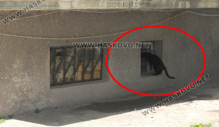 Съседи пропищяха от смрад и бълхи от котки в блок в центъра на Хасково