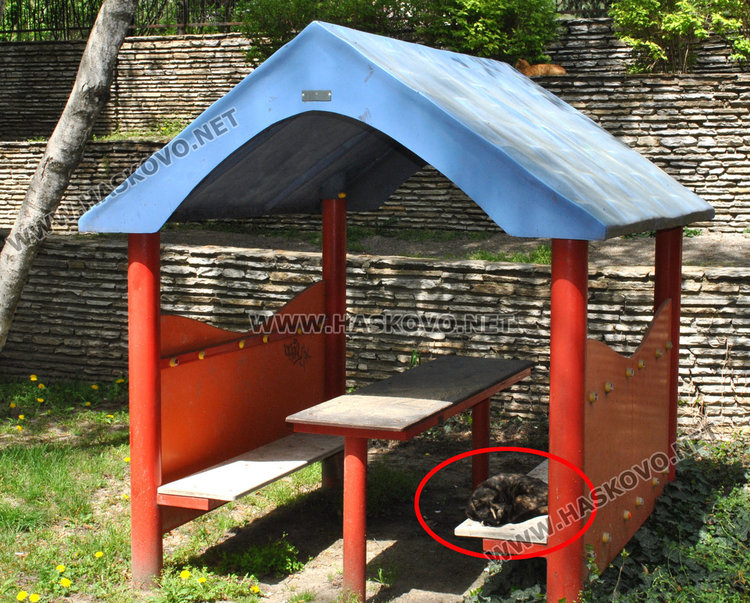 Съседи пропищяха от смрад и бълхи от котки в блок в центъра на Хасково