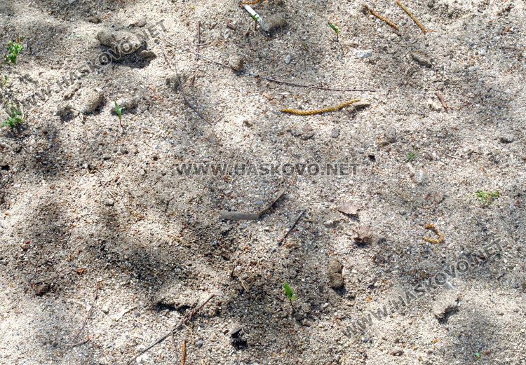 Съседи пропищяха от смрад и бълхи от котки в блок в центъра на Хасково