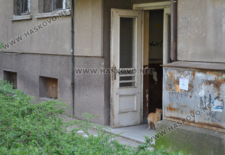 Съседи пропищяха от смрад и бълхи от котки в блок в центъра на Хасково