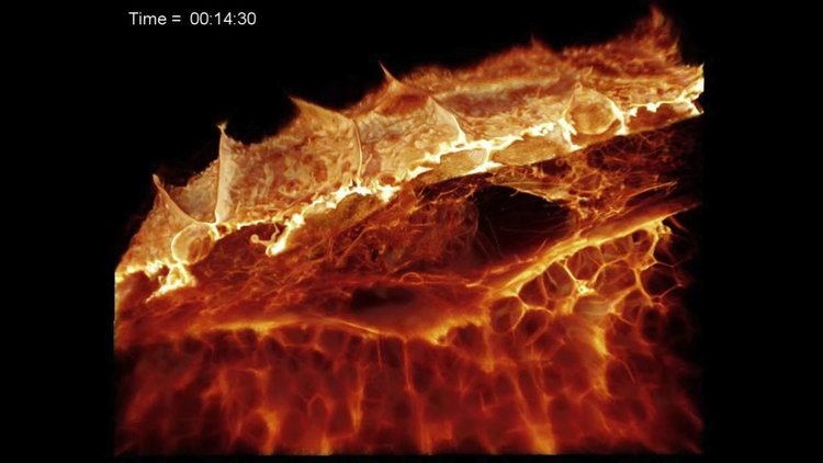 Невероятно! Заснеха действията на имунни клетки в жив организъм в 3D (видео)