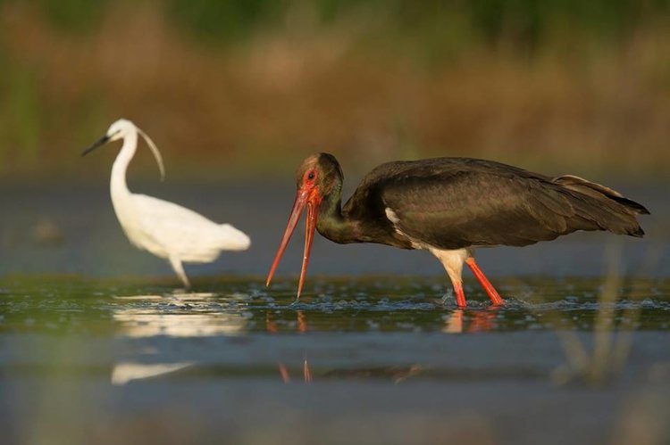Село Райново – домакин на фестивал за алтернативното кино