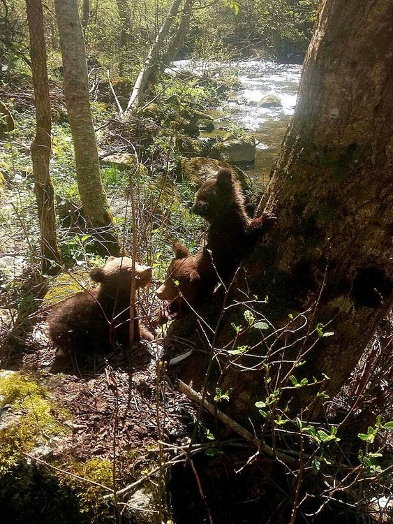 Трите осиротели мечета, спасени край Барутин, ще бъдат изпратени в Гърция