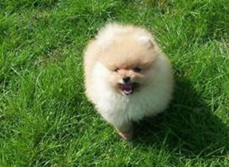 Издирва се померан