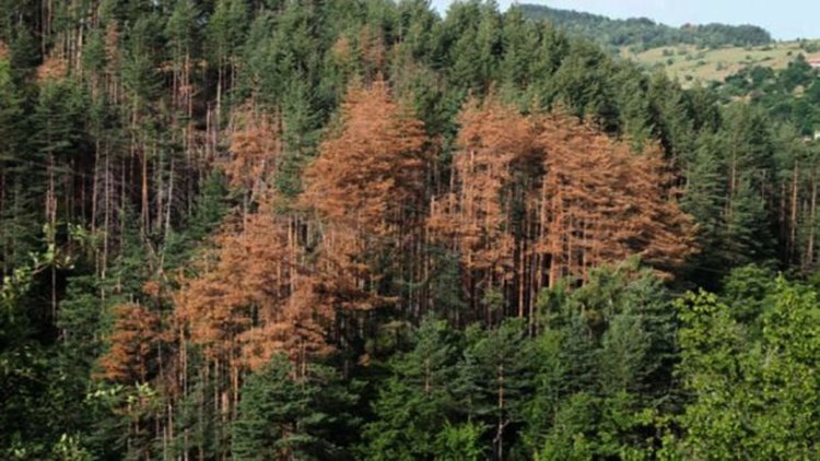 Министерство и горски предприятия обсъждат проблема с усвояването на поразената дървесина