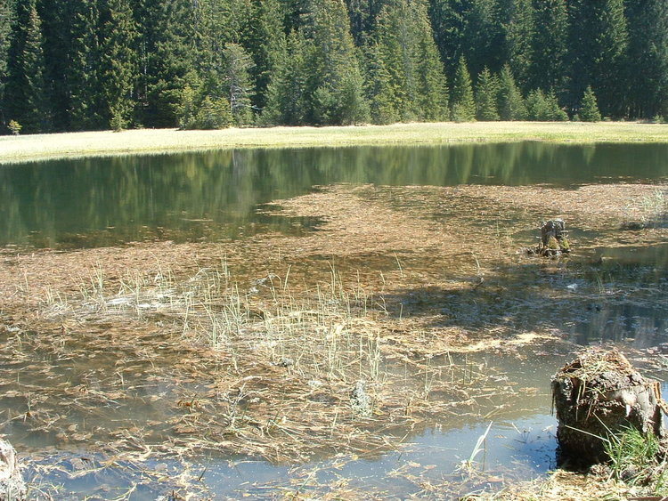 Млади хора организираха първата акция за почистване на Тревистото езеро край Смолян
