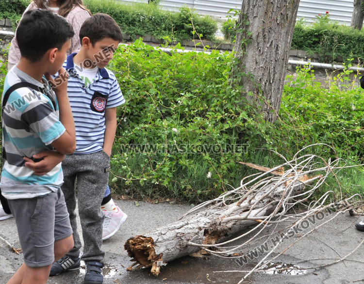 Рено увисна над реката заради падащ клон от топола
