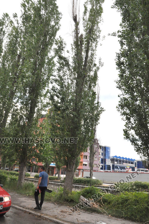 Рено увисна над реката заради падащ клон от топола