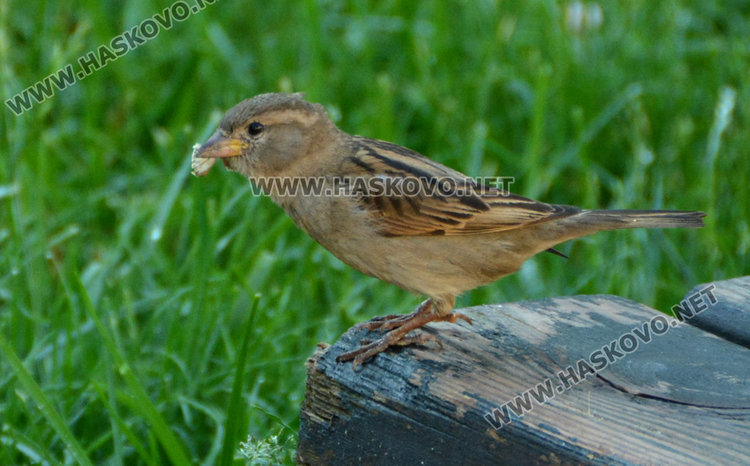 Хасковлии броят врабчетата в Градската градина