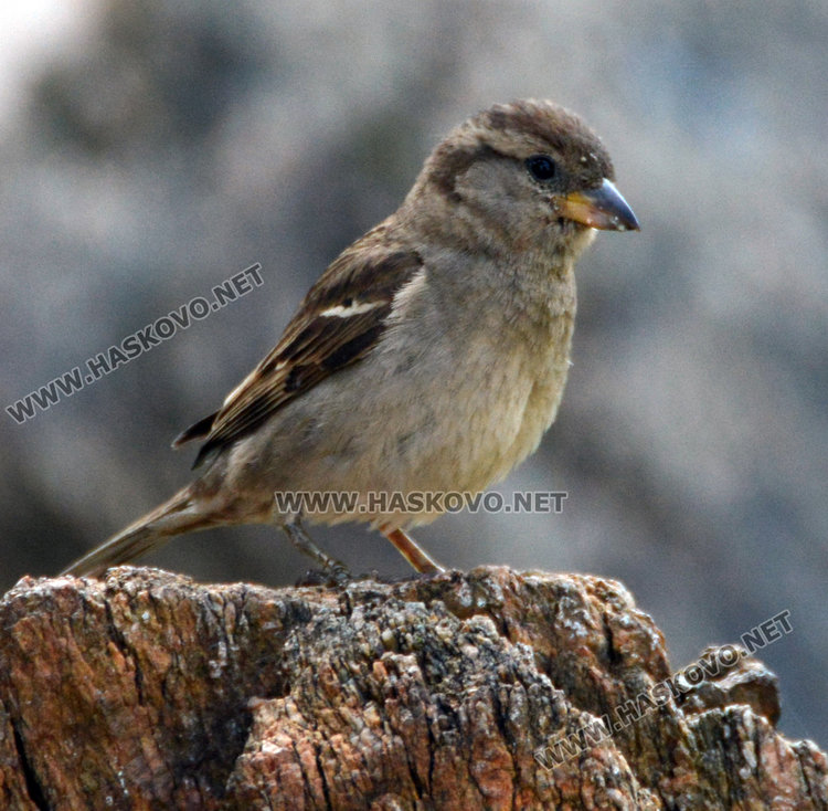Полско и домашно врабче регистрираха доброволците в Хасково в Националната кампания