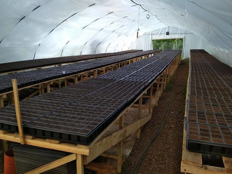 Община Смолян ще раздава цветя и на жилищните блокове в града