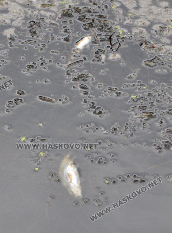 Пак мре рибата в река Банска, екоинспекцията проверява