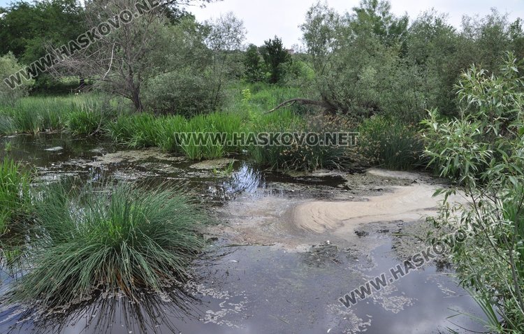 Пак мре рибата в река Банска, екоинспекцията проверява