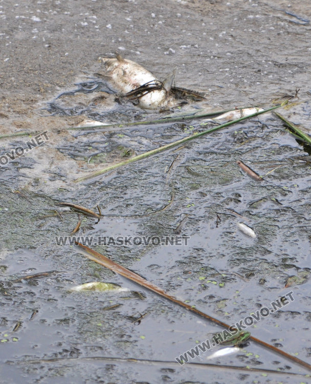 Пак мре рибата в река Банска, екоинспекцията проверява