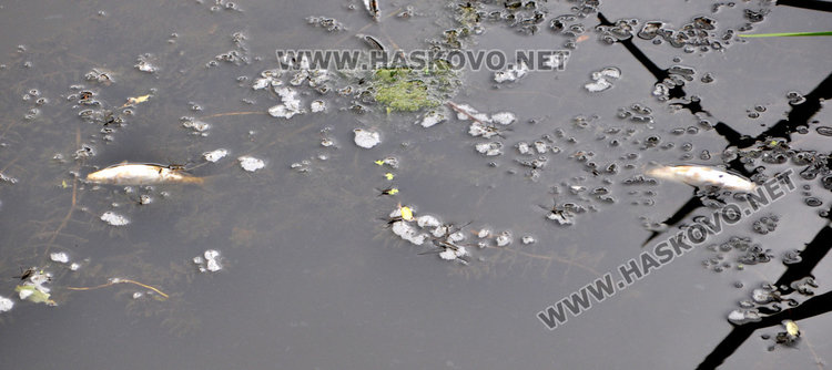 Пак мре рибата в река Банска, екоинспекцията проверява