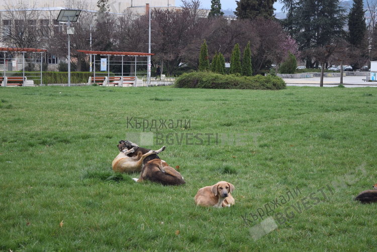 Известен кърджалийски предприемач нападнат от глутница кучета, нахапан зверски