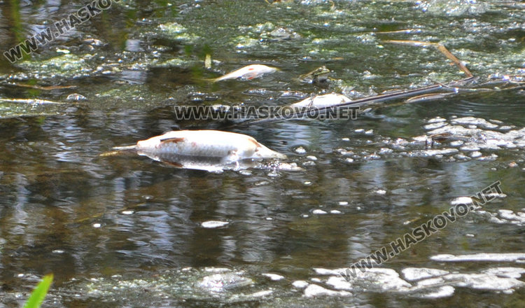 Пак мре рибата в река Банска, екоинспекцията проверява